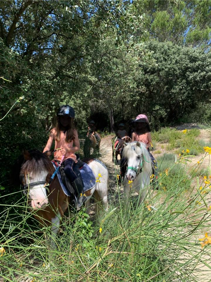 Poney type Welsh 6ans 