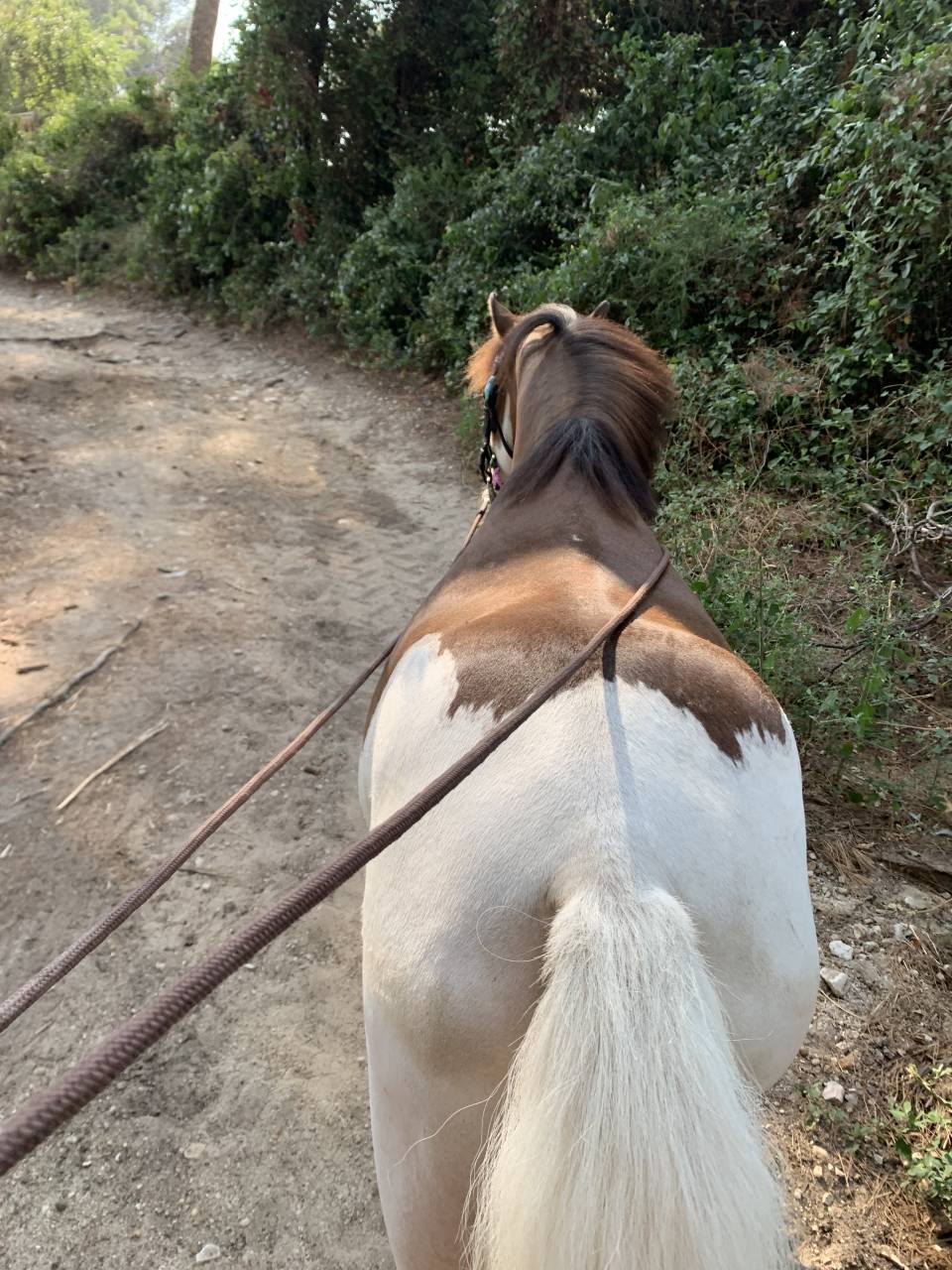 Poney type Welsh 6ans 
