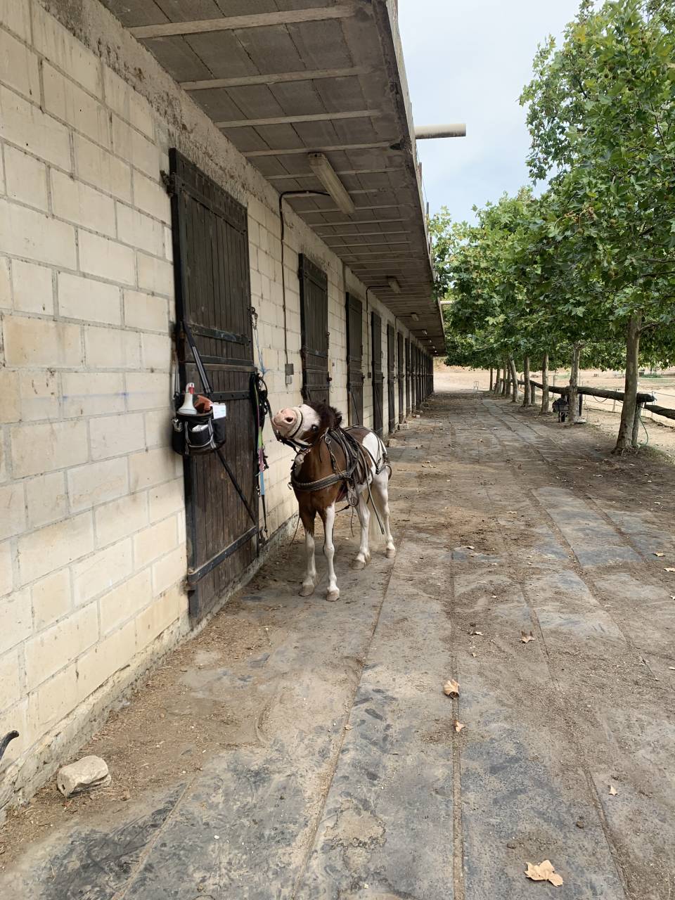 Poney type Welsh 6ans 