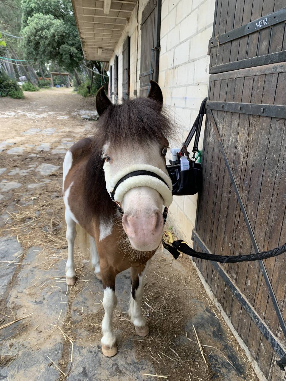 Poney type Welsh 6ans 