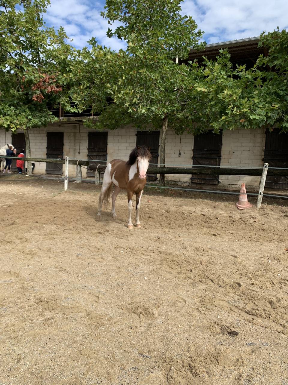 Poney type Welsh 6ans 
