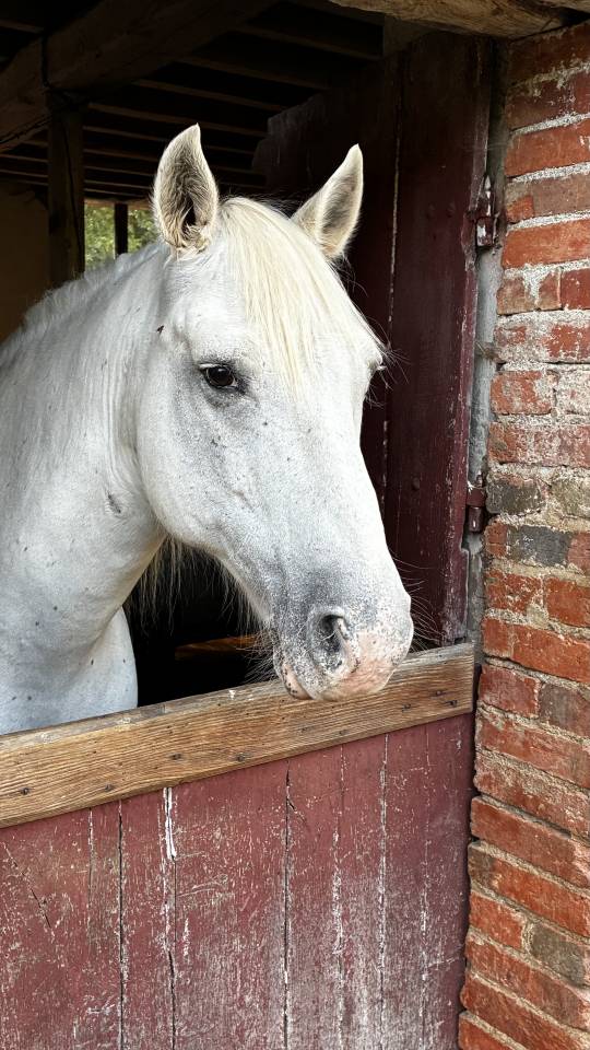 DILUN DES PR&Egrave;S VIEUX &mdash; Hongre Camargue &mdash; 13 ans