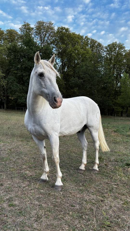 DILUN DES PR&Egrave;S VIEUX &mdash; Hongre Camargue &mdash; 13 ans