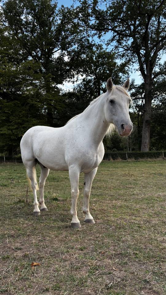 DILUN DES PR&Egrave;S VIEUX &mdash; Hongre Camargue &mdash; 13 ans