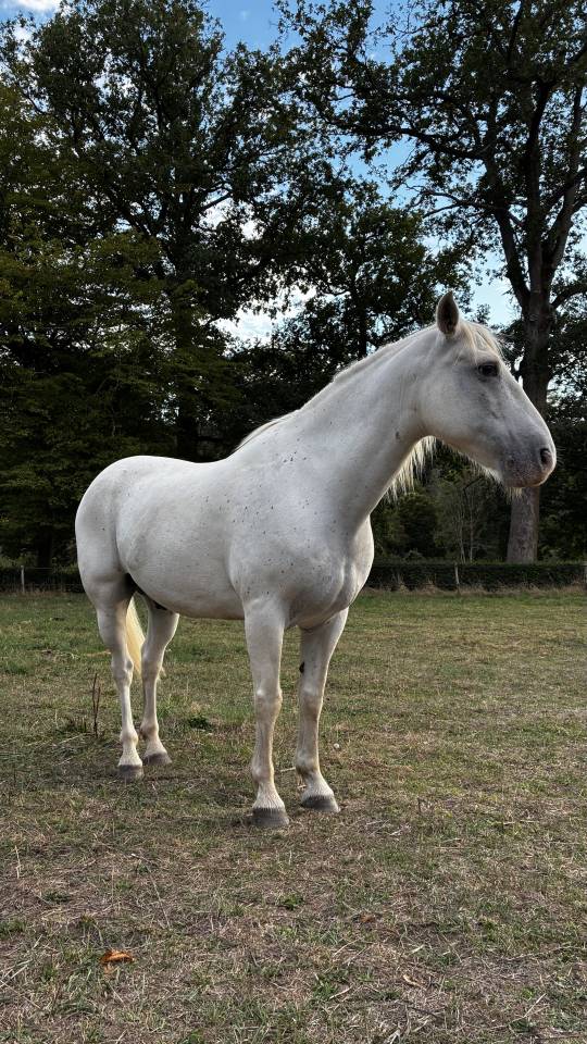 DILUN DES PR&Egrave;S VIEUX &mdash; Hongre Camargue &mdash; 13 ans