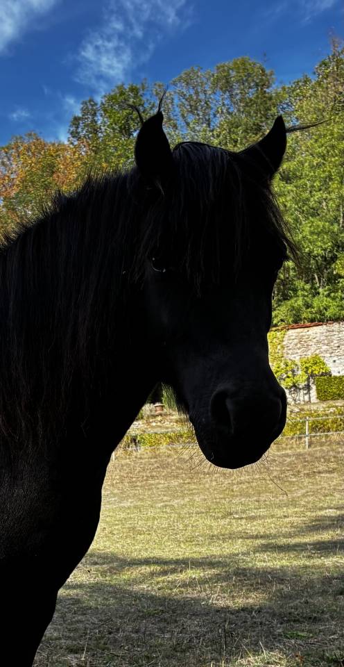 HERMIONE WINSMILL &mdash; PONETTE DARTMOOR &mdash; 9 ANS