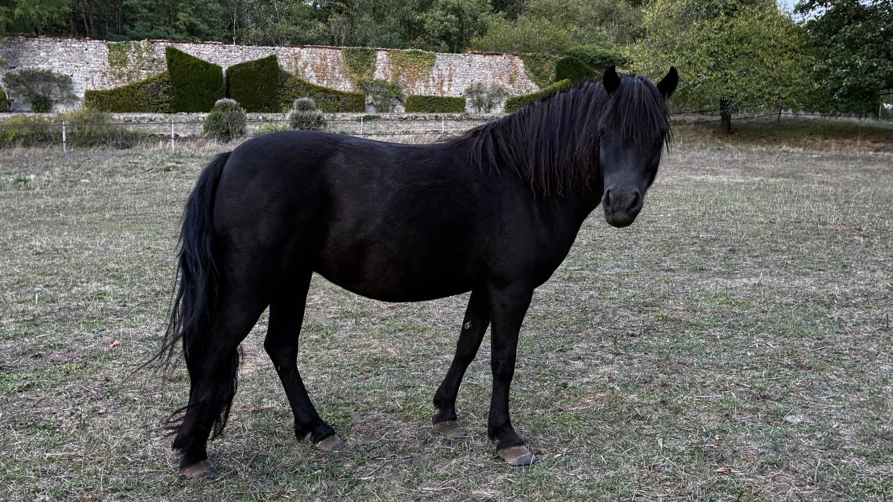 HERMIONE WINSMILL &mdash; PONETTE DARTMOOR &mdash; 9 ANS
