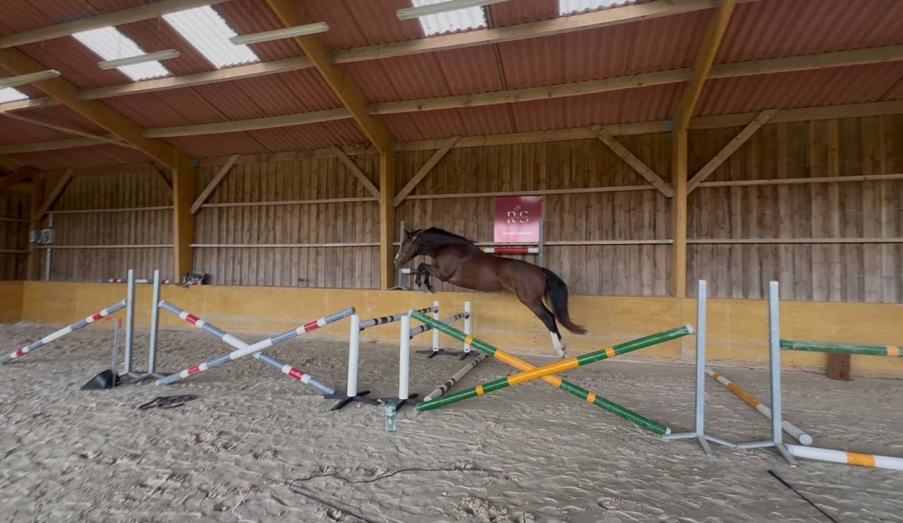 Magic Blue &ndash; Jeune cheval prometteur