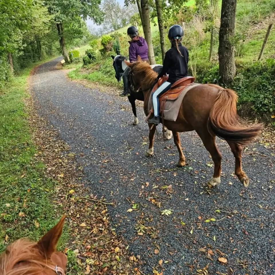 Poney D type WELSH 7 ans 1.47 porteur hongre