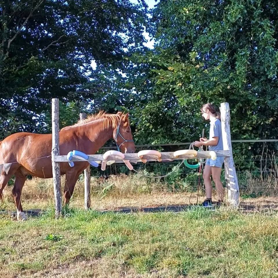 Poney D type WELSH 7 ans 1.47 porteur hongre