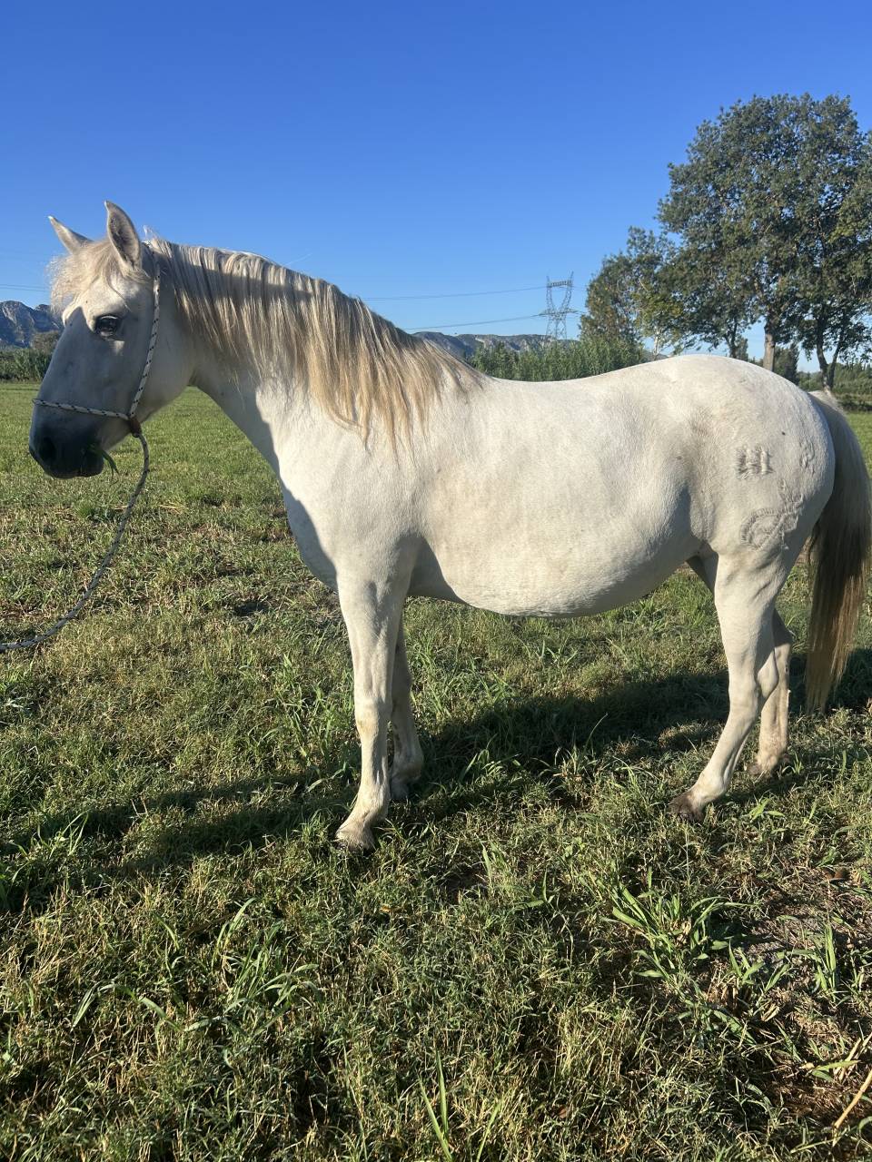Jument Camargue 