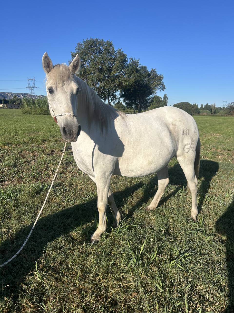 Jument Camargue 
