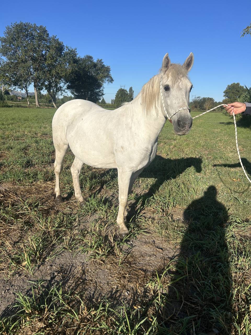 Jument Camargue 