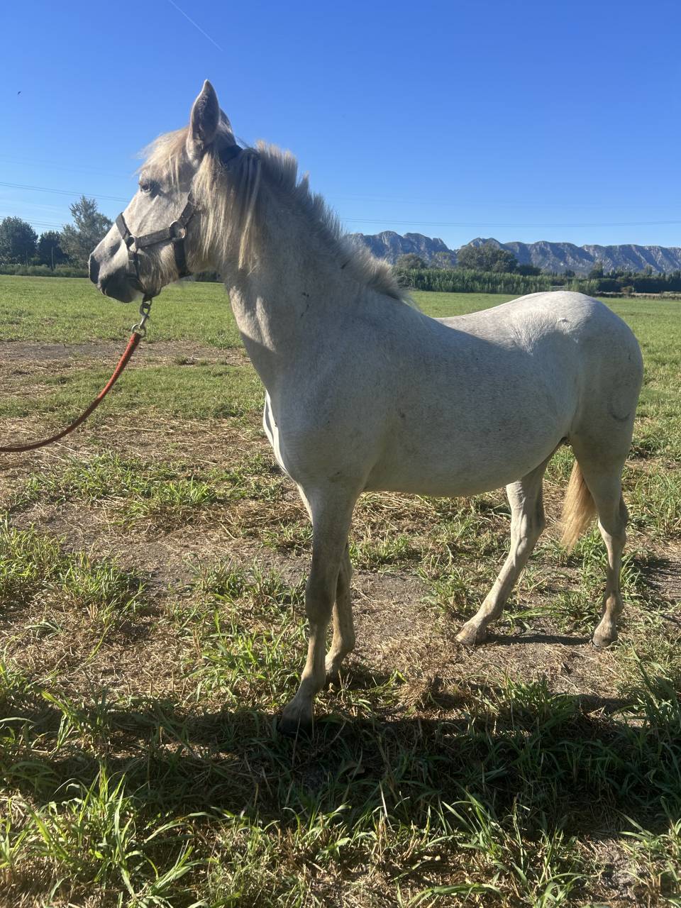 Pouliche Camargue PP