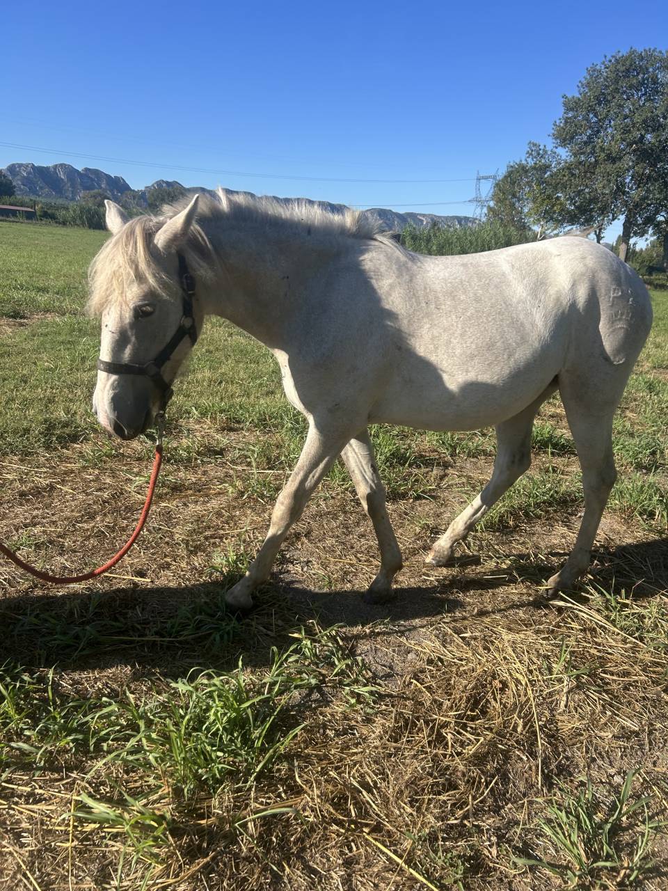 Pouliche Camargue PP