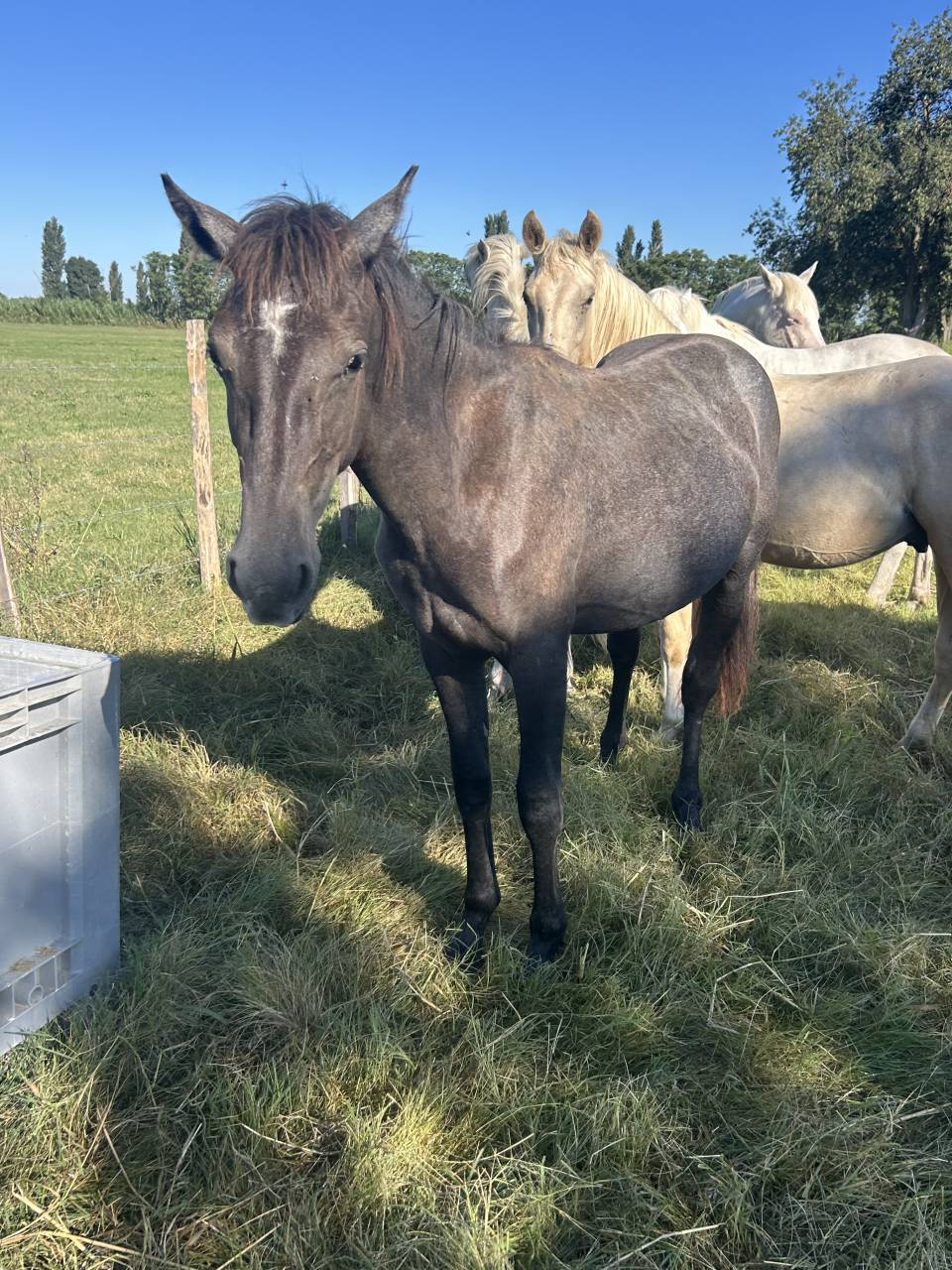 Poulain quarter horse 