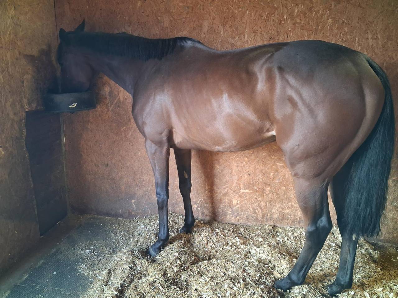Amoretti Pur Sang de 5 ans