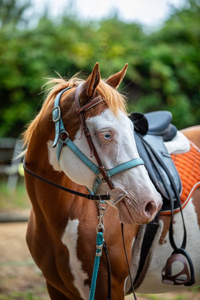 ​? PAINT HORSE APHA &ndash; Mont&eacute;e, Mod&egrave;le porteur 
