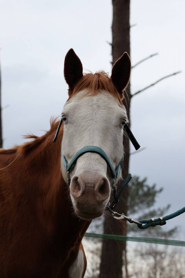 ​? PAINT HORSE APHA &ndash; Mont&eacute;e, Mod&egrave;le porteur 