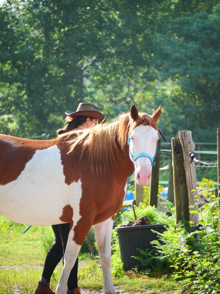 ​? PAINT HORSE APHA &ndash; Mont&eacute;e, Mod&egrave;le porteur 