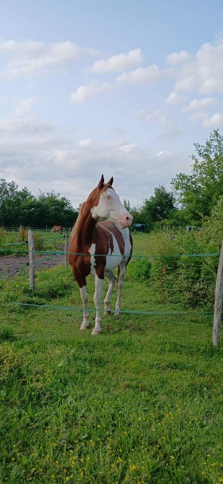 ​? PAINT HORSE APHA &ndash; Mont&eacute;e, Mod&egrave;le porteur 
