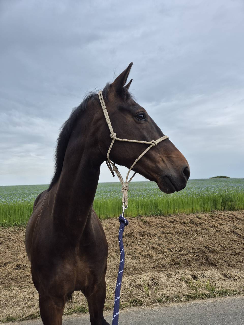 Cheval de loisir 
