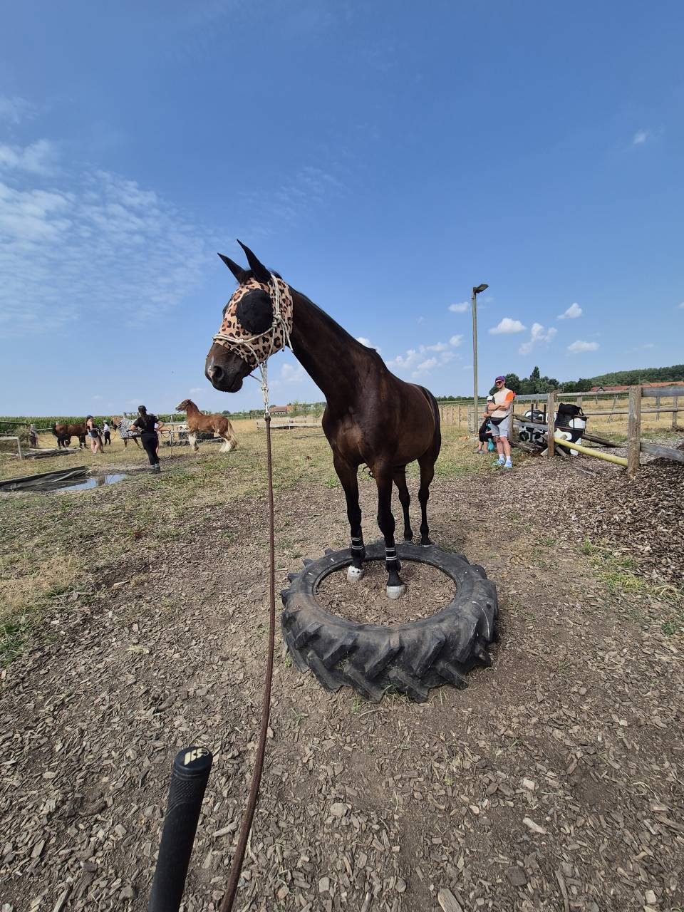 Cheval de loisir 