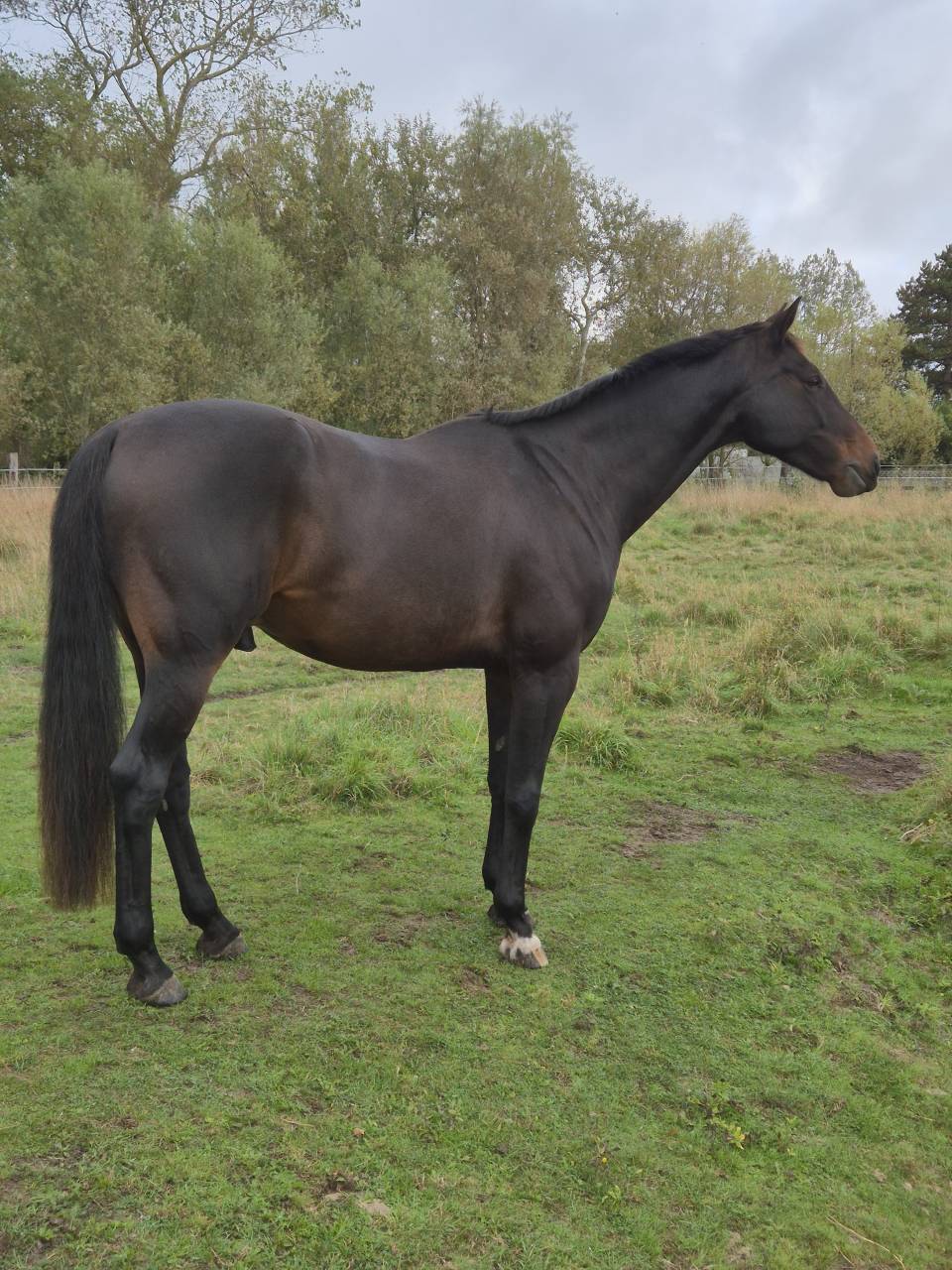 Cheval de loisir 