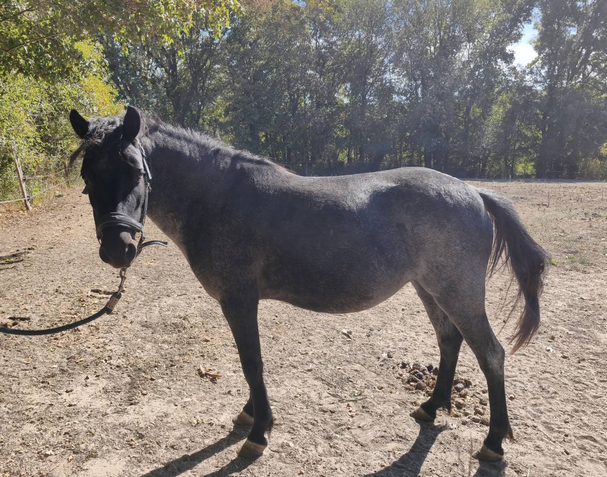 Ponette C 4 ans