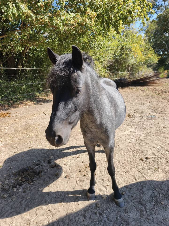 Ponette C 4 ans