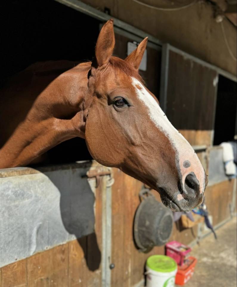 &Agrave; vendre hadji de l amont par Candy de nantuel