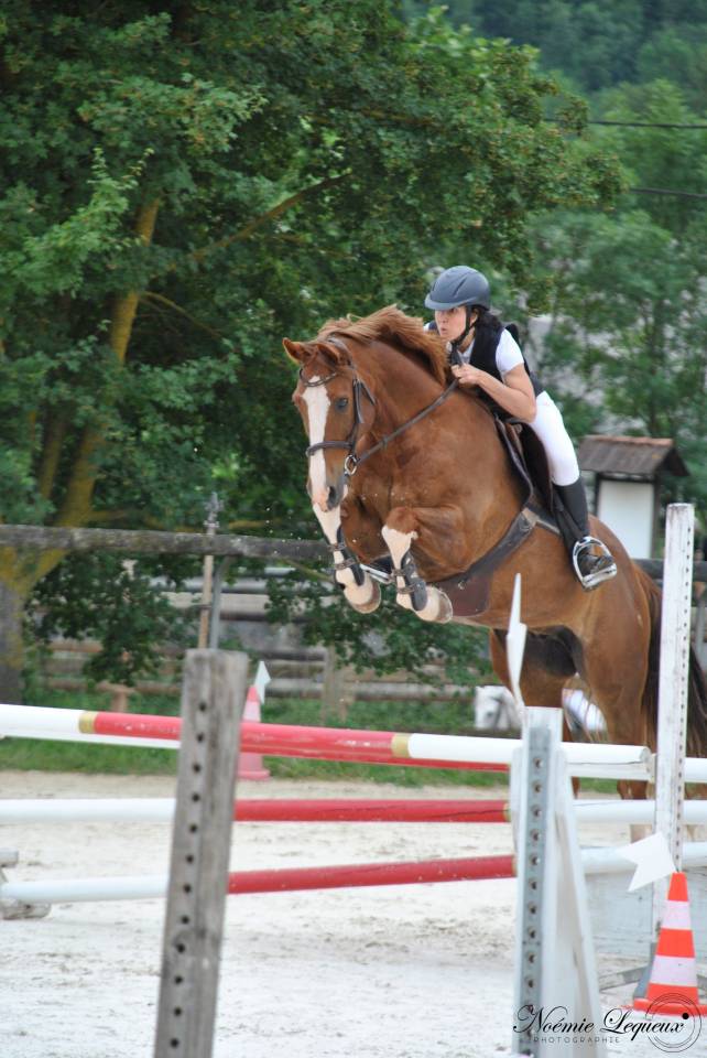 Hongre SF 12 ans 