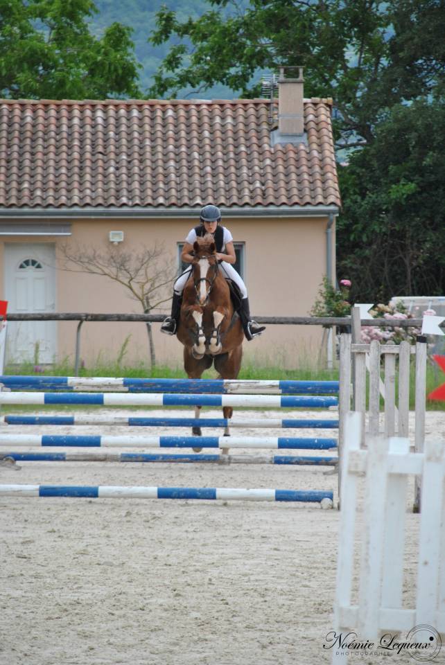 Hongre SF 12 ans 