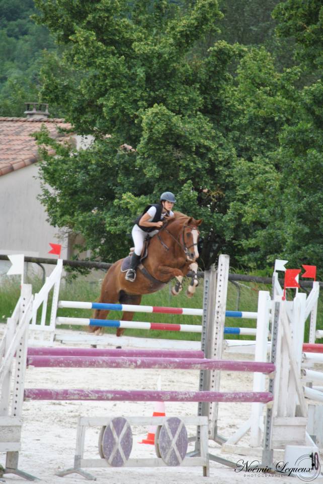 Hongre SF 12 ans 