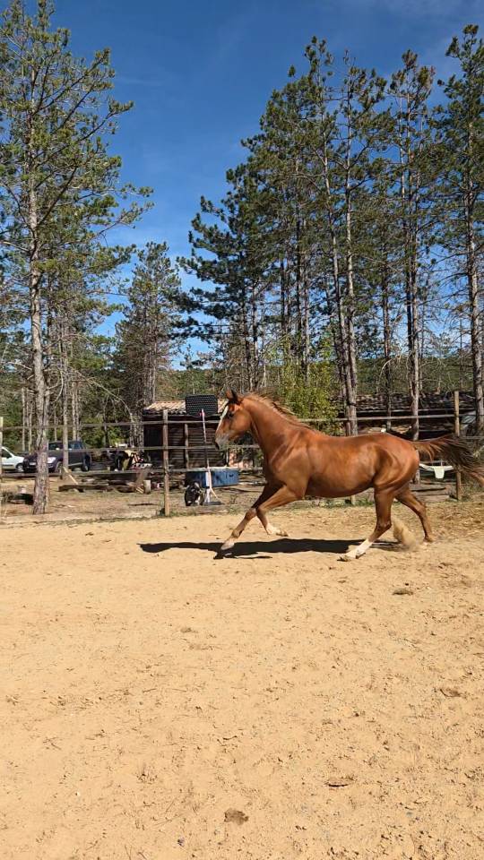 Hongre Paint Horse de 3ans 