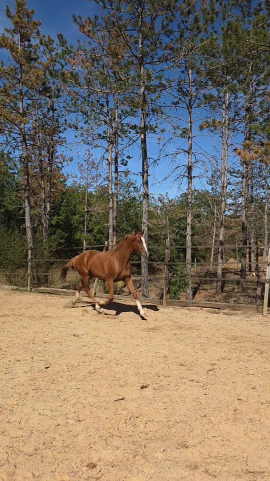 Hongre Paint Horse de 3ans 