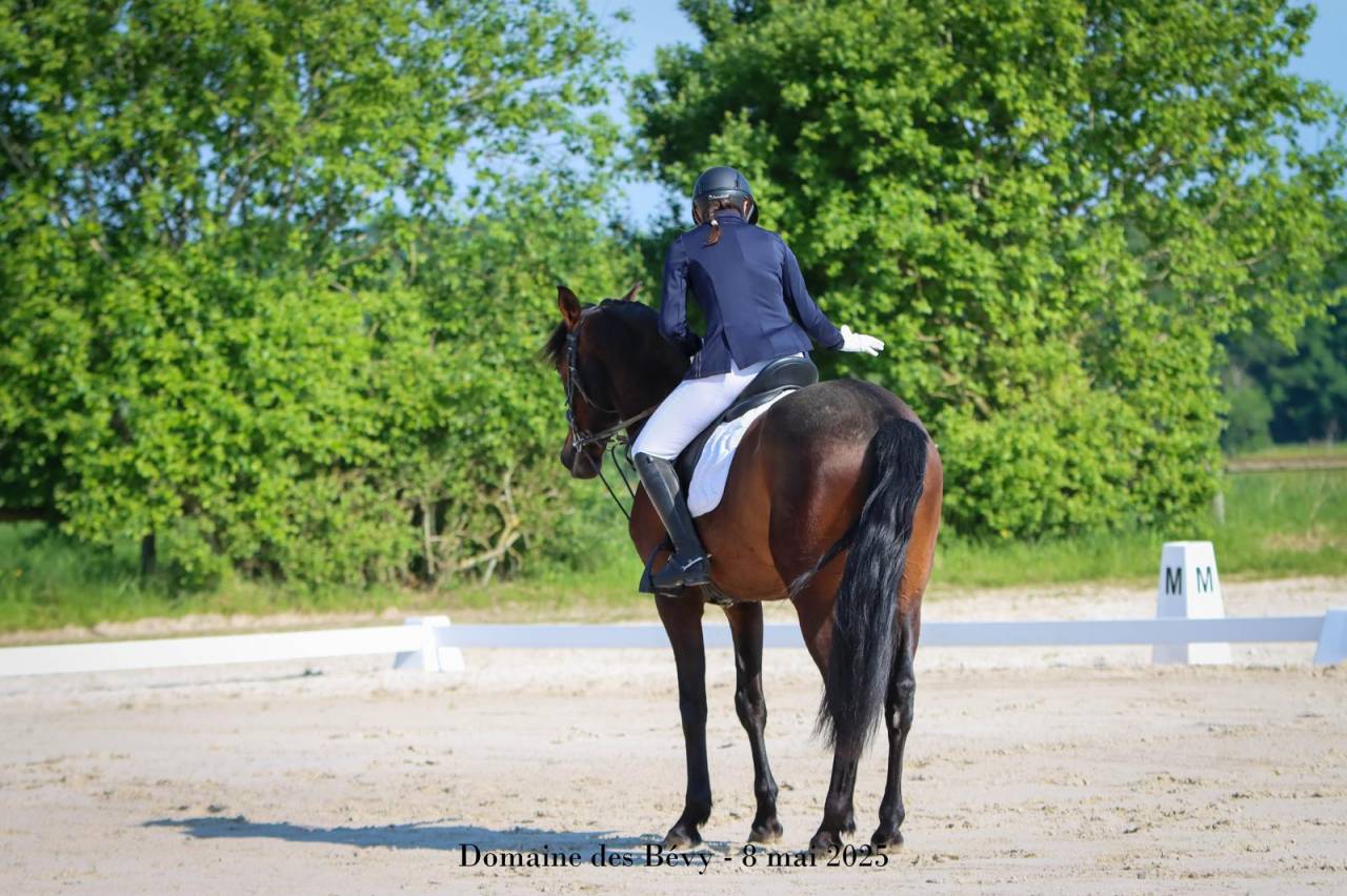 Cheval PRE 5 ans 