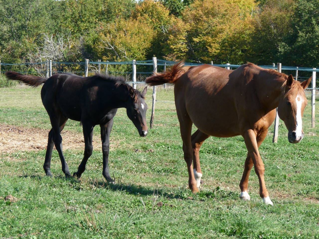 UAHINEE DES PLAINS
