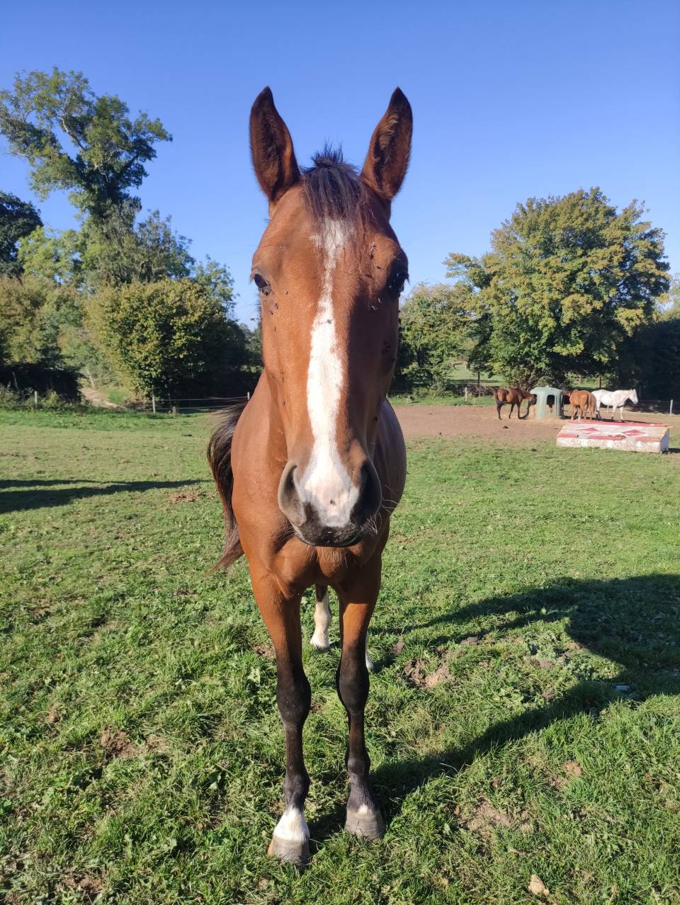 Naguini, jeune cheval prometteur ✨