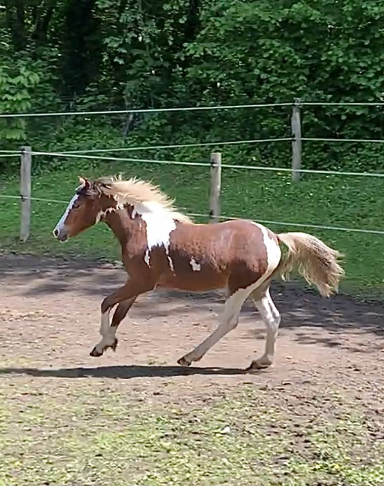 Pouliche Welsh