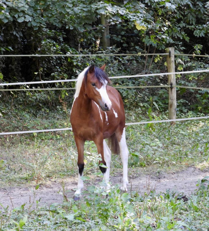 Pouliche Welsh