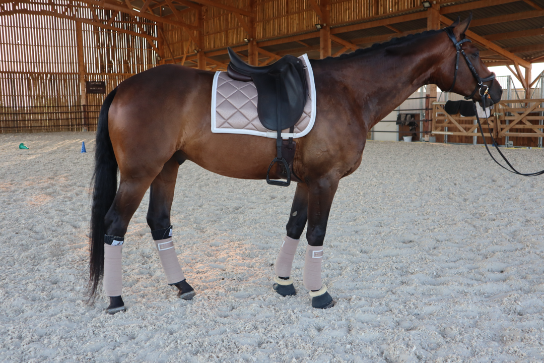hanovrien 9 ans dressage qualit&eacute; +