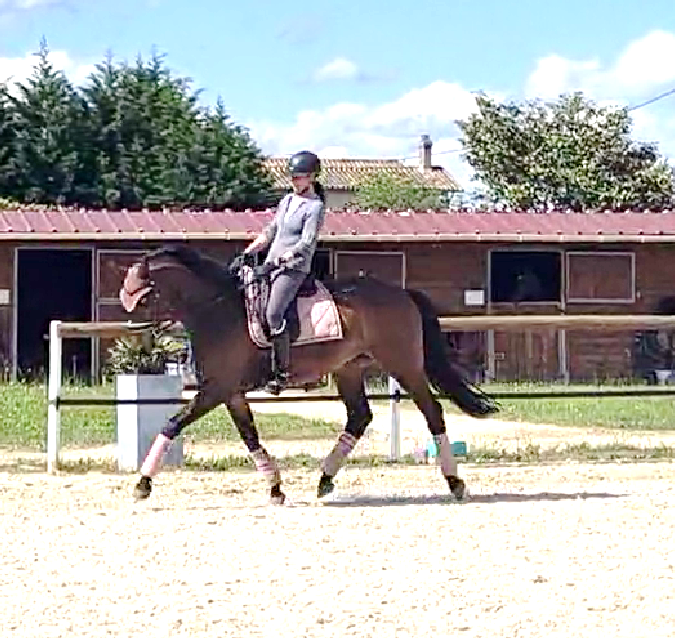 hanovrien 9 ans dressage qualit&eacute; +