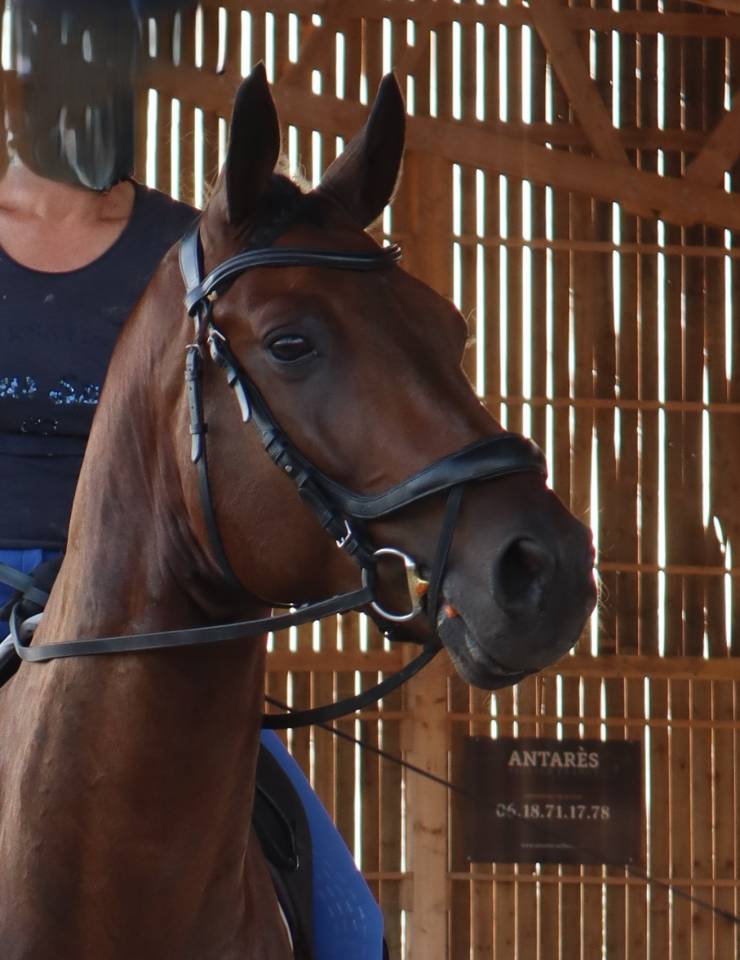 hanovrien 9 ans dressage qualit&eacute; +