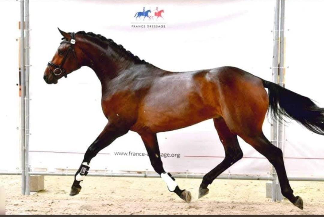 Magnifique Hanovrien Dressage