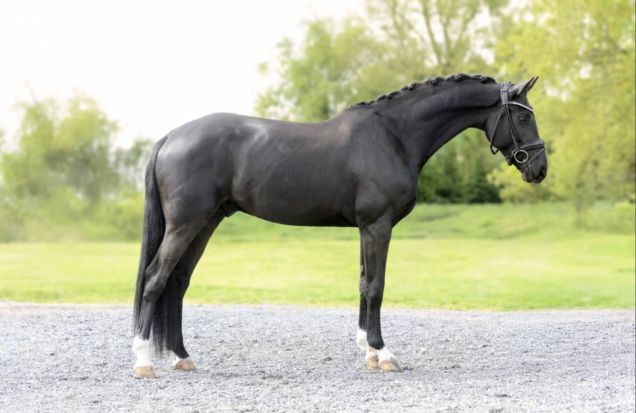 Hongre - Selle Fran&ccedil;ais - 5 ans - Dressage - France