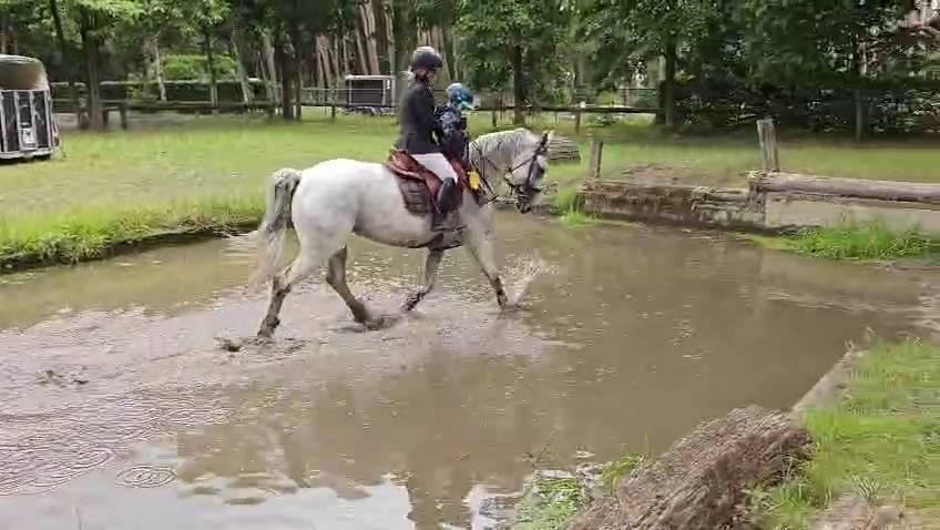 Jument d'exception en saut d'obstacles + excellent &eacute;lev