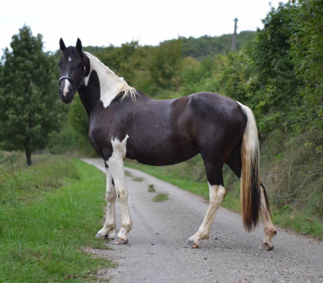 Jument barock pinto 