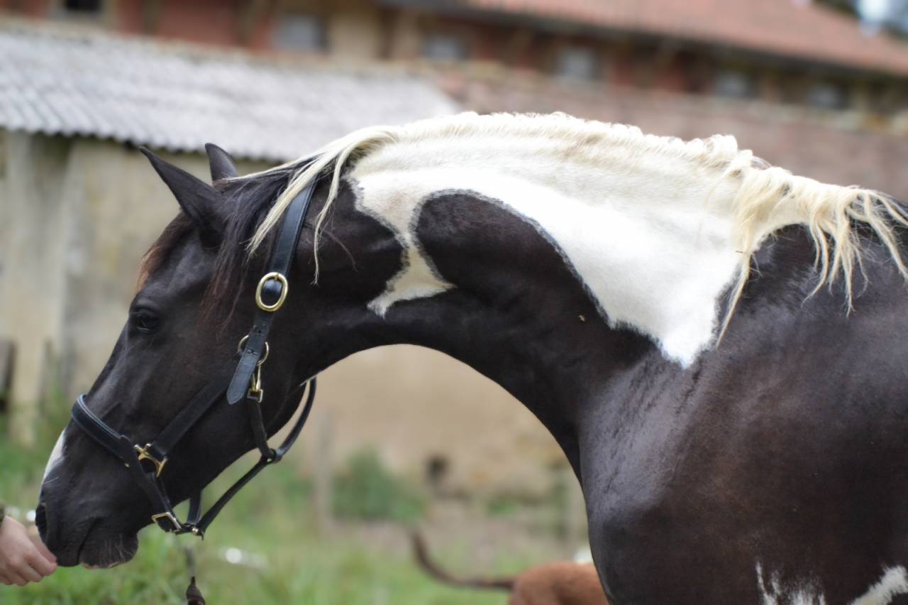 Jument barock pinto 