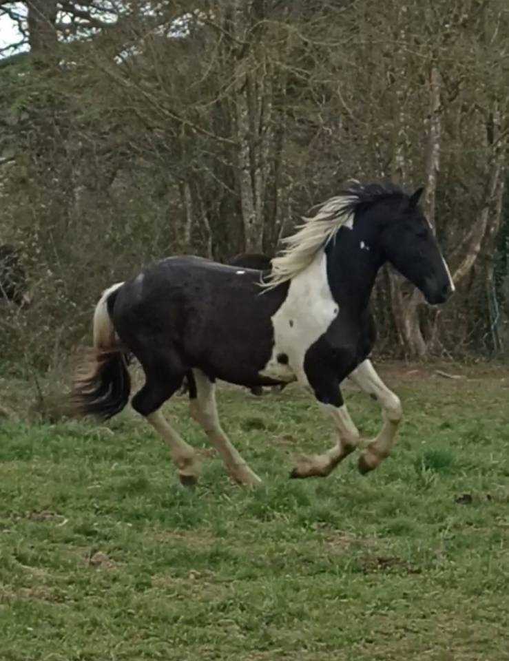 Jument barock pinto 